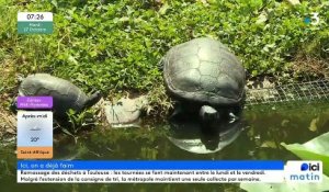 Des tortues, un don gourmand et des bulles