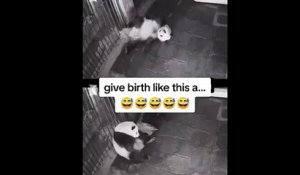 Voila comment se passe la naissance des pandas