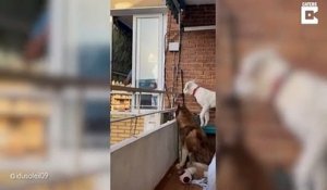 Ses chiens adorent le voisin et on comprend pourquoi