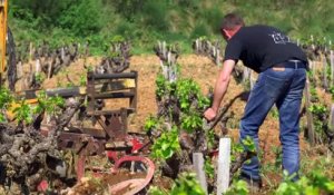 Châteauneuf-du-Pâpe : Ce vin que les américains achètent 400$ la bouteille | Documentaire