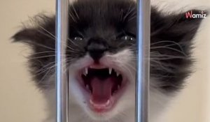 Un vétérinaire rédige un mot d'avertissement à propos d'un chaton : les internautes sont sous le choc (vidéo)