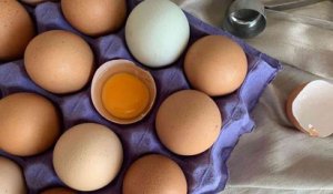 Les œufs provenant de poulaillers domestiques sont touchés par la contamination à Paris !