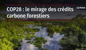 COP28 : le mirage des crédits carbone forestiers