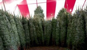 9 anecdotes insolites sur les sapins de Noël