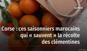 Corse : ces saisonniers marocains qui « sauvent » la récolte des clémentines