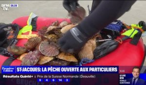 La pêche à la St-Jacques est ouverte aux particuliers à St-Brieuc en Bretagne