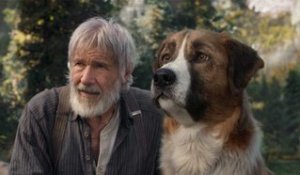 Quelle star joue le rôle de Buck, le chien de Harrison Ford dans L'Appel de la Forêt (TF1) ?