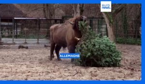 Allemagne : au zoo de Berlin, les animaux raffolent des sapins de Noël
