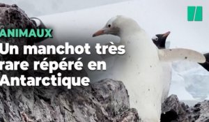 Un rare manchot entièrement blanc repéré en Antarctique
