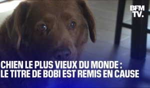Bobi, le “chien le plus vieux du monde”, risque de perdre son titre