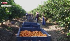 Agriculture : Israël manque de main d’œuvre