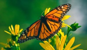 Pourquoi le papillon monarque risque de disparaître