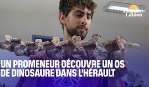 Dans l'Hérault, un promeneur découvre un os de dinosaure vieux de 70 millions d'années