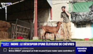 Indre: l'appel à l'aide de Delphine, éleveuse de chèvres, en difficultés financières