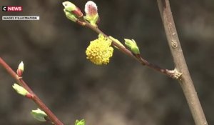 Allergies : 74 départements placés en alerte rouge face aux pollens