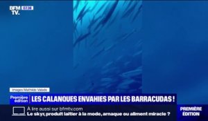Les calanques de Marseille envahies par les barracudas