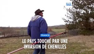 France : plusieurs régions touchées par une invasion de chenilles processionnaires