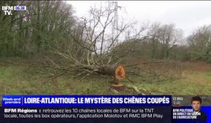 En Loire-Atlantique, une enquête est en cours après la disparation d'une vingtaine de chênes centenaires