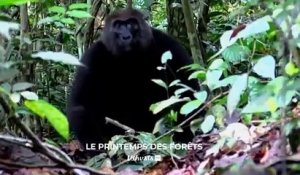 Idjanga, la forêt aux gorilles - Bande annonce