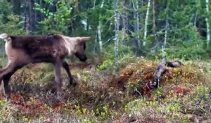 Aïlo : une odyssée en Laponie (2018) - Bande annonce