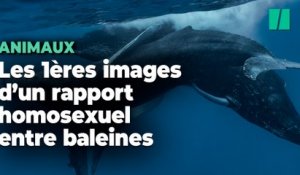 Des rapports sexuels de baleines à bosse observés pour la première fois (et ce sont deux mâles)