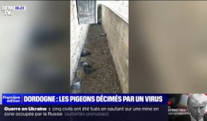 En Dordogne, un mystérieux virus décime de nombreux pigeons