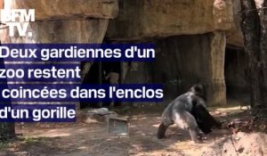 Deux gardiennes d’un zoo restent coincées dans l’enclos d’un gorille