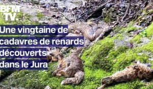 Une vingtaine de cadavres de renards découverts au bord d'une rivière dans le Jura