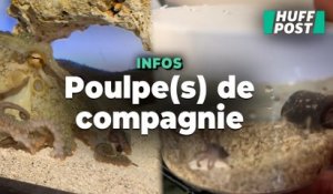 Ce petit garçon qui rêvait d’une pieuvre de compagnie ne s’attendait pas à en élever 25