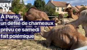 À Paris, un défilé de chameaux prévu ce samedi fait polémique