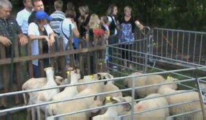 Cartignies : fête de la chèvre et du mouton