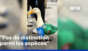 Mondial-2026: ce canard portant un maillot mexicain devient une mascotte