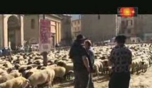Moutons à Saint Jean de Maurienne