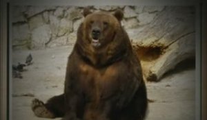 Minute Culturelle - L'ours en peluche