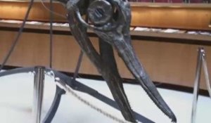 Un ichthyosaure adjugé, vendu pour 181 000 euros !