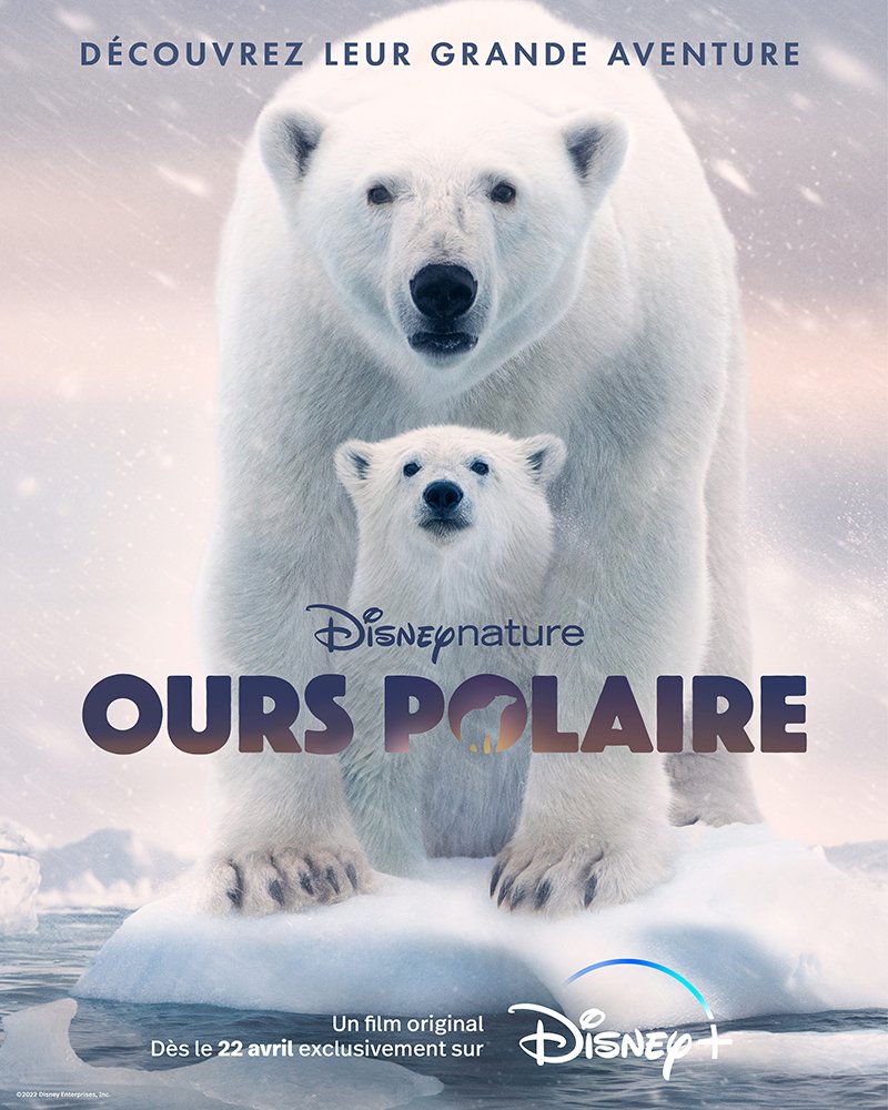 Ours Polaire : Affiche