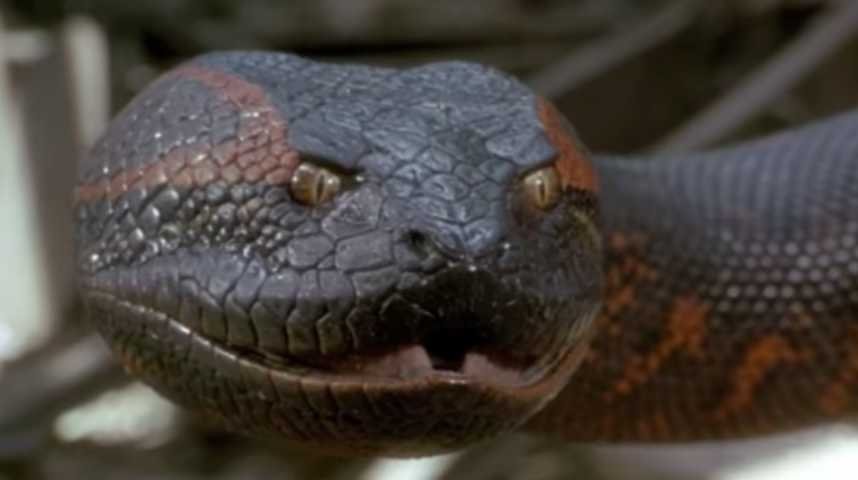 Anaconda, le prédateur - Bande annonce 1 - VO - (1997)