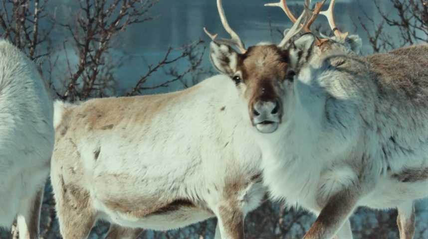 Aïlo : une odyssée en Laponie - Extrait 3 - VF - (2018)