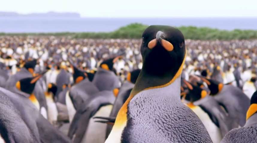 Adventures Of The Penguin King - Bande annonce 1 - VO - (2012)