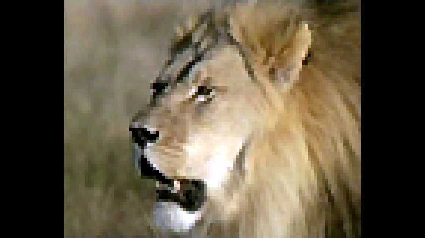 Lions, combat de rois au Kalahari - bande annonce - VO - (2005)
