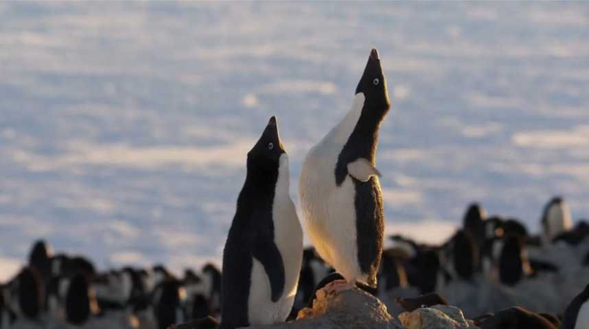 Penguins - Bande annonce 1 - VO - (2019)