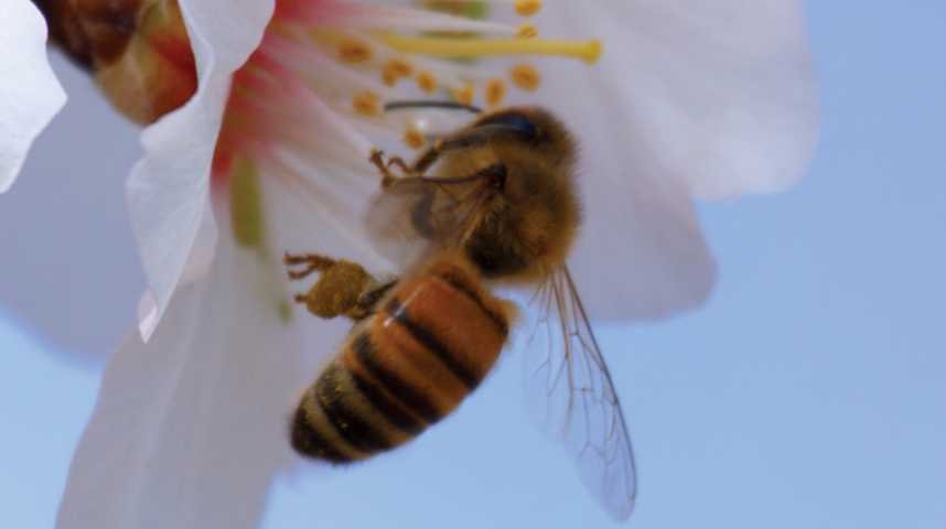 Pollen - Extrait 8 - VF - (2011)