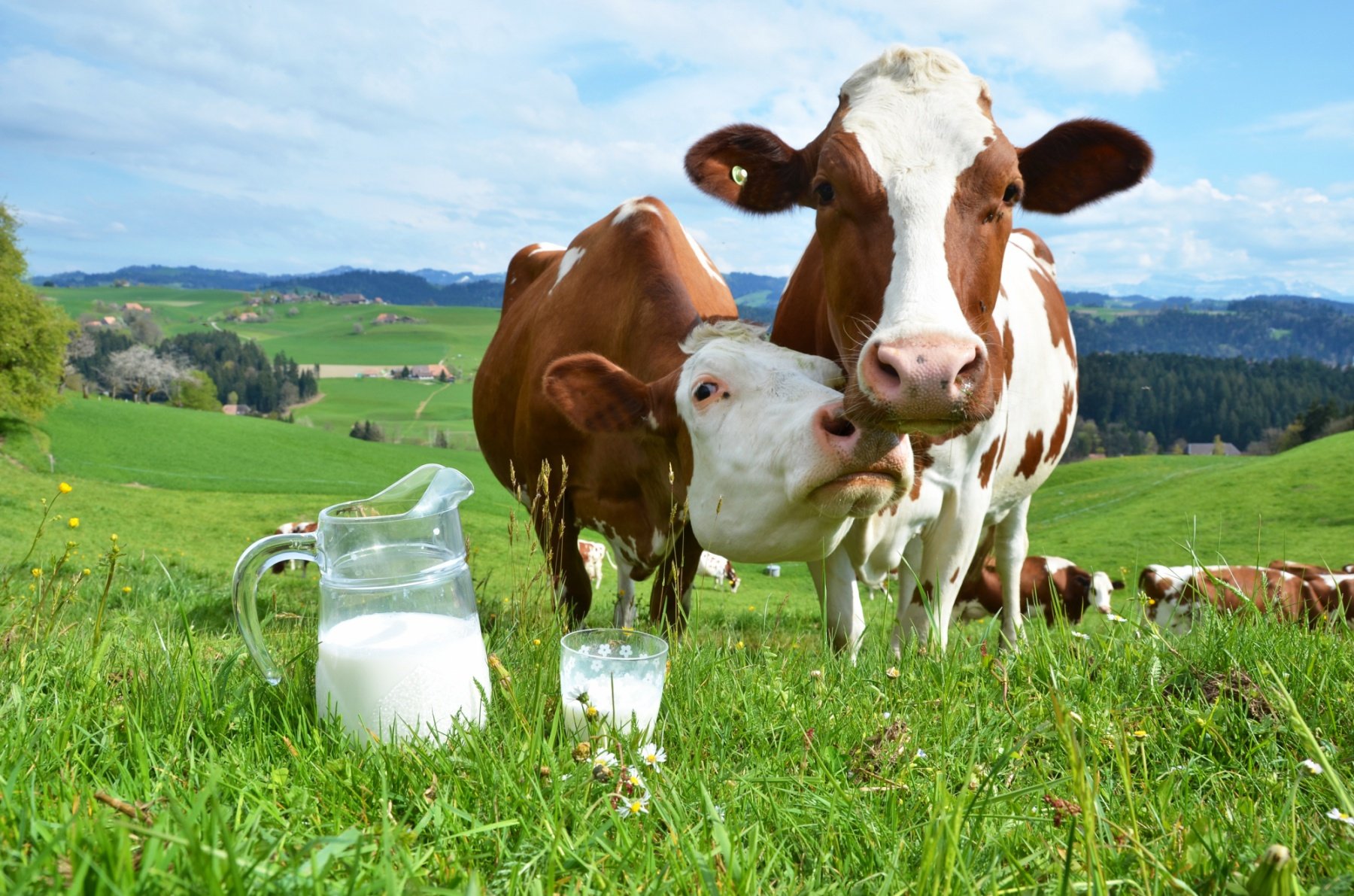 Laits végétaux : une alternative plus écoresponsable au lait d'origine  animale ?