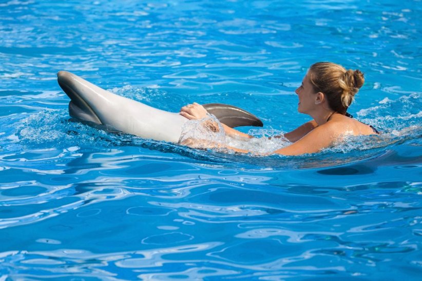 Depuis 2021, il est interdit de nager aux côtés de cétacés dans la Mer méditerranée. Une industrie très lucrative, mais néfaste pour les dauphins. En effet, souvent, ces derniers sont élevés en captivité et ont peu de chances d'être un jour relâchés à la mer. Ils sont donc voués à vivre en enclos à des fins divertissantes et attractives, à mille lieues de ce que les dauphins devraient naturellement faire.