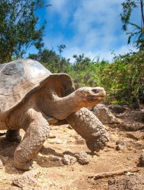 10 choses à savoir sur les tortues géantes