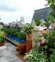 Quelles plantes adopter pour décorer sa terrasse ?