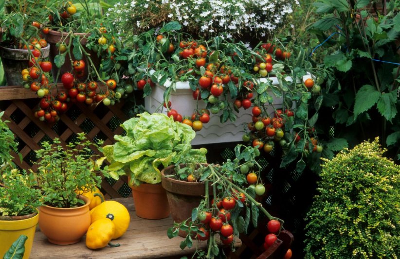 De nombreux fruits et légumes peuvent pousser dans des pots.