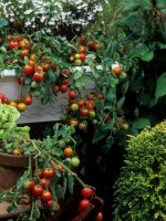 Potager de balcon : quels légumes peut-on faire pousser en pot ?