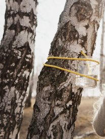 La cure de sève de bouleau : l'eau détox naturelle par excellence