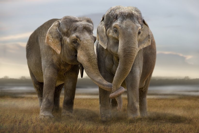 111 000 éléphants disparus en 10 ans